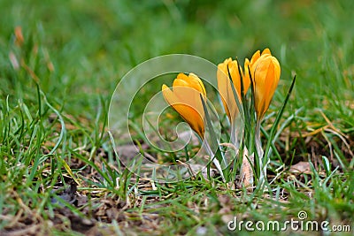 Yellow crocus spring flowers on blurry grass background blooming during late winter in February Stock Photo