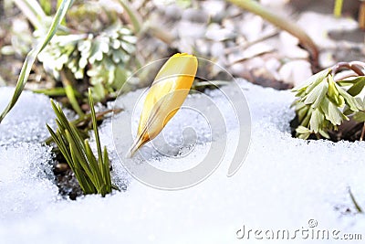 Yellow crocus under the snow. Winter background Stock Photo