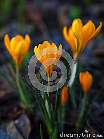 Yellow crocuses in the early spring at the cottage Stock Photo