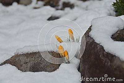 Yellow crocuses under the snow. Stock Photo