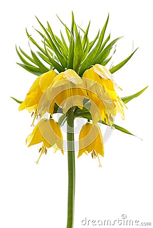 Yellow Crown imperial on white background Stock Photo