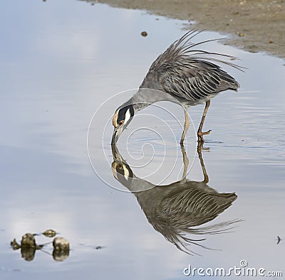 Yellow crowned night heron and its mirror reflection Stock Photo