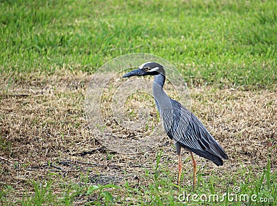 Yellow-crowned Night Heron Stock Photo