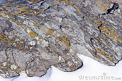 Yellow crustose lichen on schist rock Stock Photo