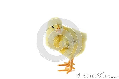 Yellow cute chick on a white background isolation Stock Photo