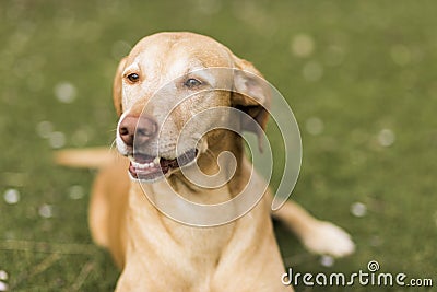 Yellow cute dog sitting on grass. Green background Stock Photo