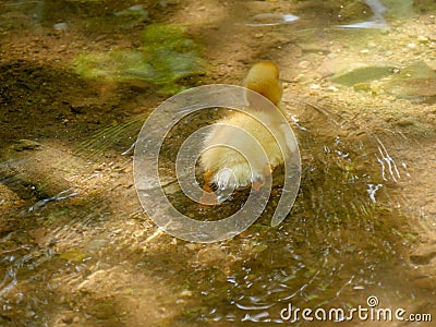 Yellow Cute Duckling swimming in a pond or lake. Stock Photo