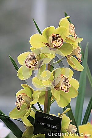 Yellow Cymbidium orchid Stock Photo