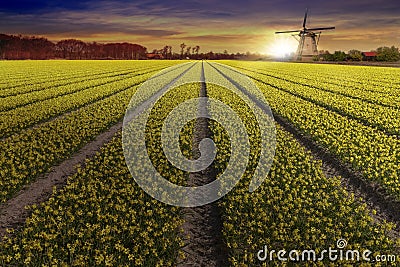 Yellow daffodil bulb farm at Lisse and Hilligome Dutch city Stock Photo