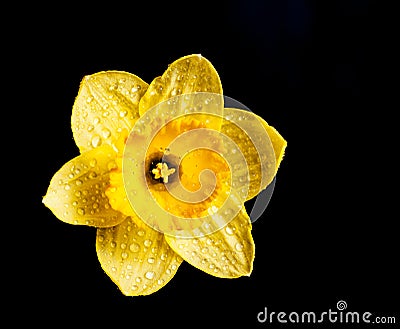 Yellow daffodil Stock Photo