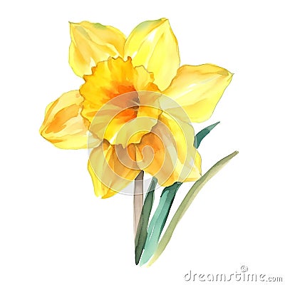 Yellow daffodil isolated on white background. Watercolor illustration Cartoon Illustration