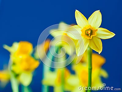 Yellow daffodil (Narcissus) Stock Photo