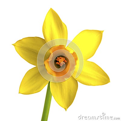 Yellow daffodil, narcissus isolated on white Stock Photo