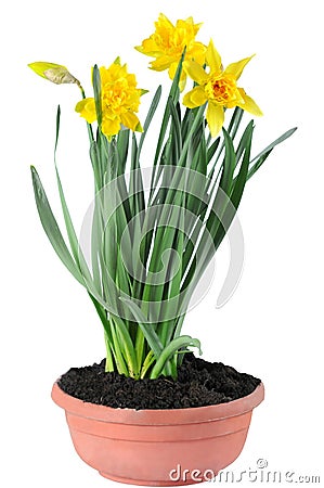 Yellow daffodils Stock Photo