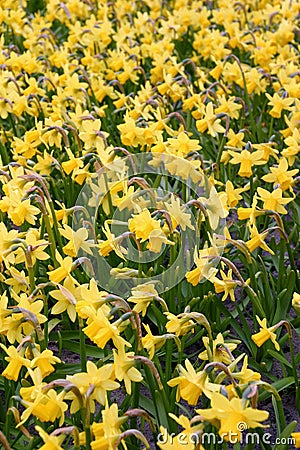 Yellow Daffodils Stock Photo