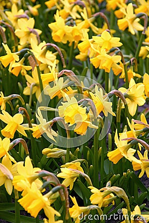 Yellow Daffodils Stock Photo