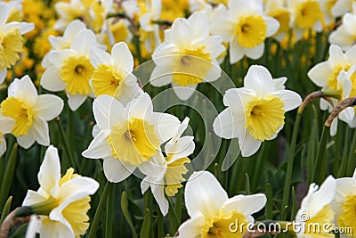 Yellow Daffodils Stock Photo