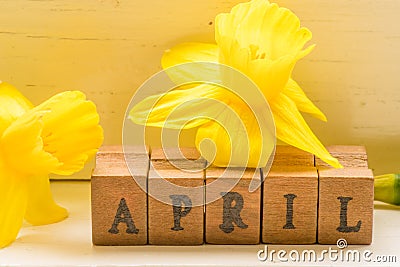 Yellow daffodils in april month Stock Photo