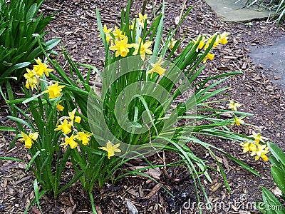 Yellow Daffodils in bloom in the garden Stock Photo