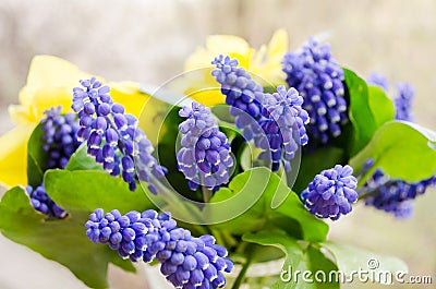 Yellow Daffodils. Blue Muscari. Bouquet. Fragrant spring. Sweet aroma of bright colors. Bouquet for your favorite girl. Flowers Stock Photo