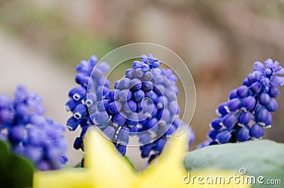 Yellow Daffodils. Blue Muscari. Bouquet. Fragrant spring. Sweet aroma of bright colors. Bouquet for your favorite girl. Flowers Stock Photo