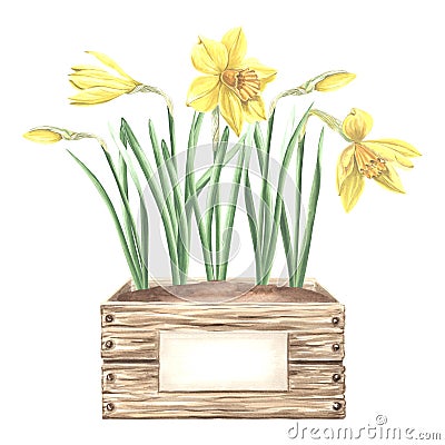 Yellow daffodils in crate with soil and sign. Landscaping plants, spring narcissus. Hand drawn watercolor illustration Cartoon Illustration