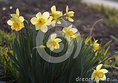 Yellow Daffodils in the garden Stock Photo