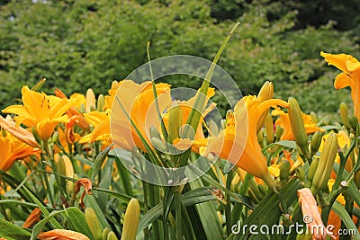 Yellow daffodils in garden with green lush leaves Stock Photo