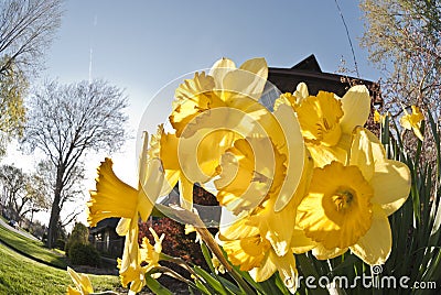 Yellow Daffodils Stock Photo