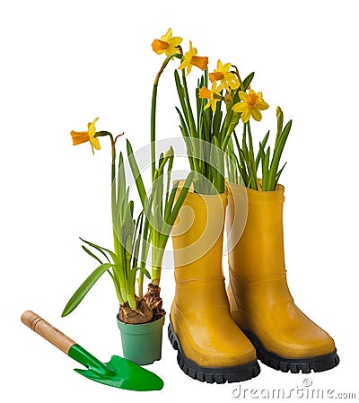 Yellow daffodils and rubber boots isolated Stock Photo