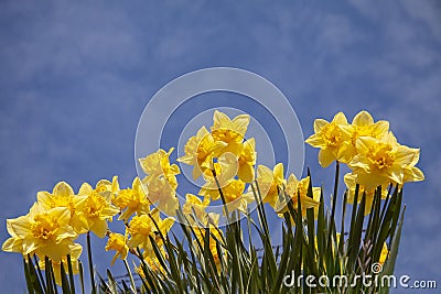 Yellow daffodils seen from below. Low angle shot with blue sky in background. Stock Photo