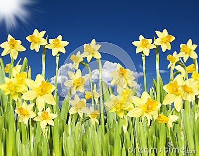 Yellow daffodils with sun and sky Stock Photo