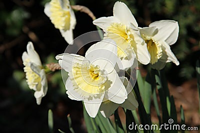 Yellow Daffodils Up close Stock Photo