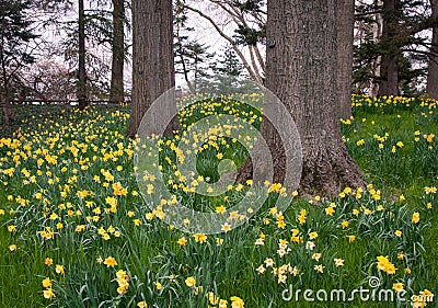 Yellow daffodils on a wooded hill Stock Photo