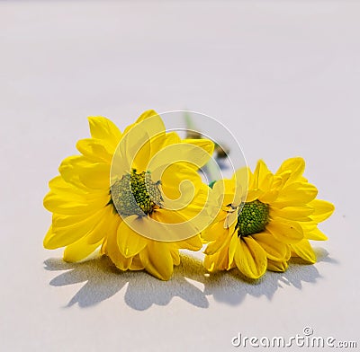 Yellow dahlia fine art flower photoraphy on white background Stock Photo