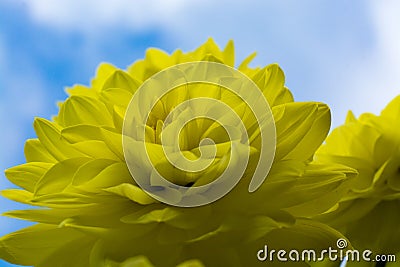 Yellow dahlia flower, beatyful bouquet or decoration from the ga Stock Photo