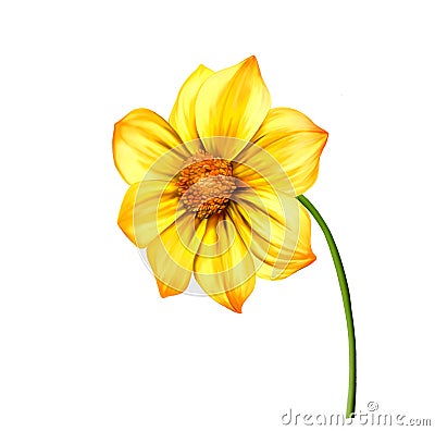 Yellow Dahlia flower, Spring flower.Isolated on Stock Photo