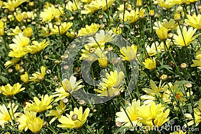Yellow daisies flowers Leucanthemum x superbum Stock Photo