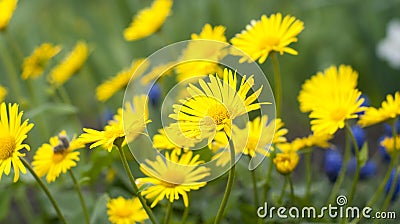 Yellow daisies. Green plants. Spring meadow Stock Photo