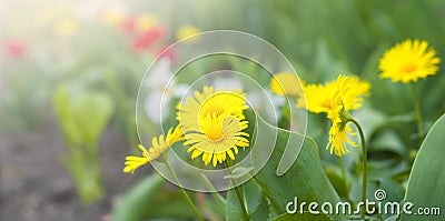 Yellow daisies. Green plants. Spring meadow Stock Photo