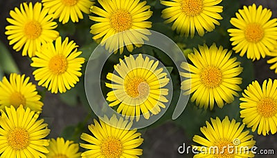 Yellow daisies. Green plants. Spring meadow Stock Photo