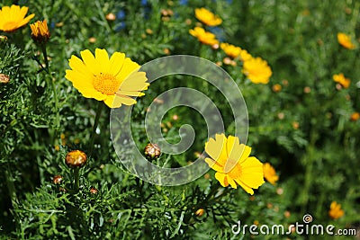 Yellow daisies over green background on the field Stock Photo