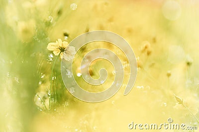 Yellow daisies in the rain, in warm background Stock Photo