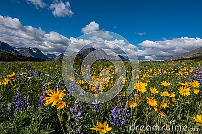 Yellow Daisies in Wildflower Field in Montana Stock Photo