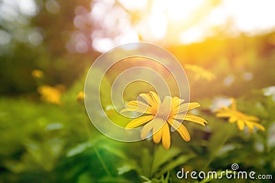 Yellow daisy blossom in the garden in early sunrise Stock Photo