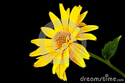 Yellow daisy blossom Stock Photo