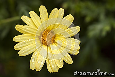 Yellow daisy close up detail top view with green background Stock Photo