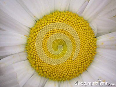 Yellow daisy core close up Stock Photo