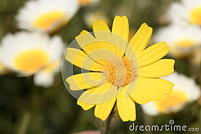 Yellow daisy Stock Photo