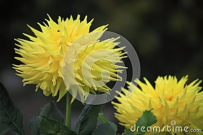 Yellow Dahlia Flower Stock Photo